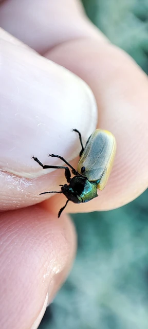 Labidostomis axillaris - fényesnyakú zsákbogár Labidostomis axillaris - fényesnyakú zsákbogár