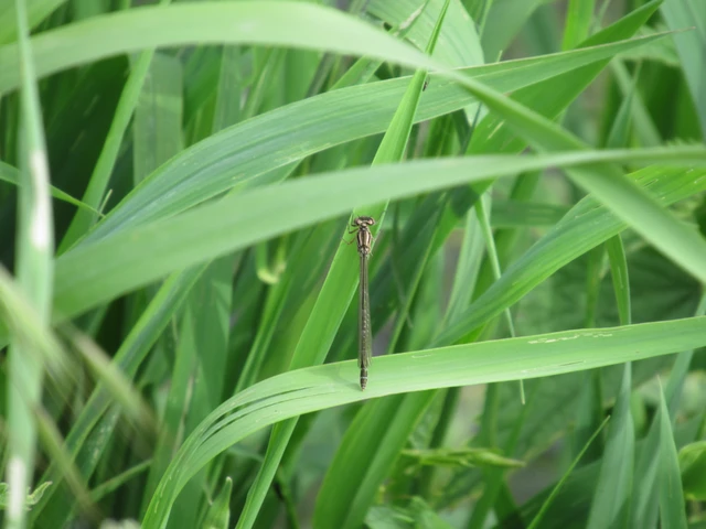 Coenagrion ornatum - díszes légivadász