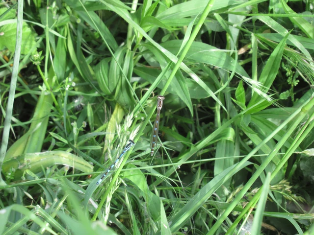 Coenagrion ornatum - díszes légivadász