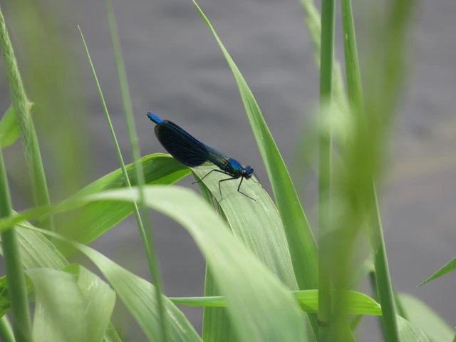 Calopteryx splendens - sávos szitakötő