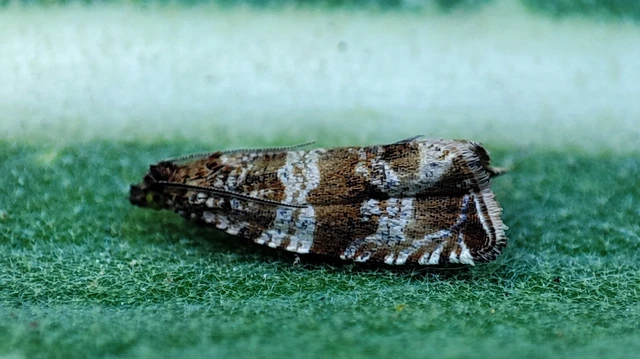 Celypha cespitana - mezei tükrösmoly