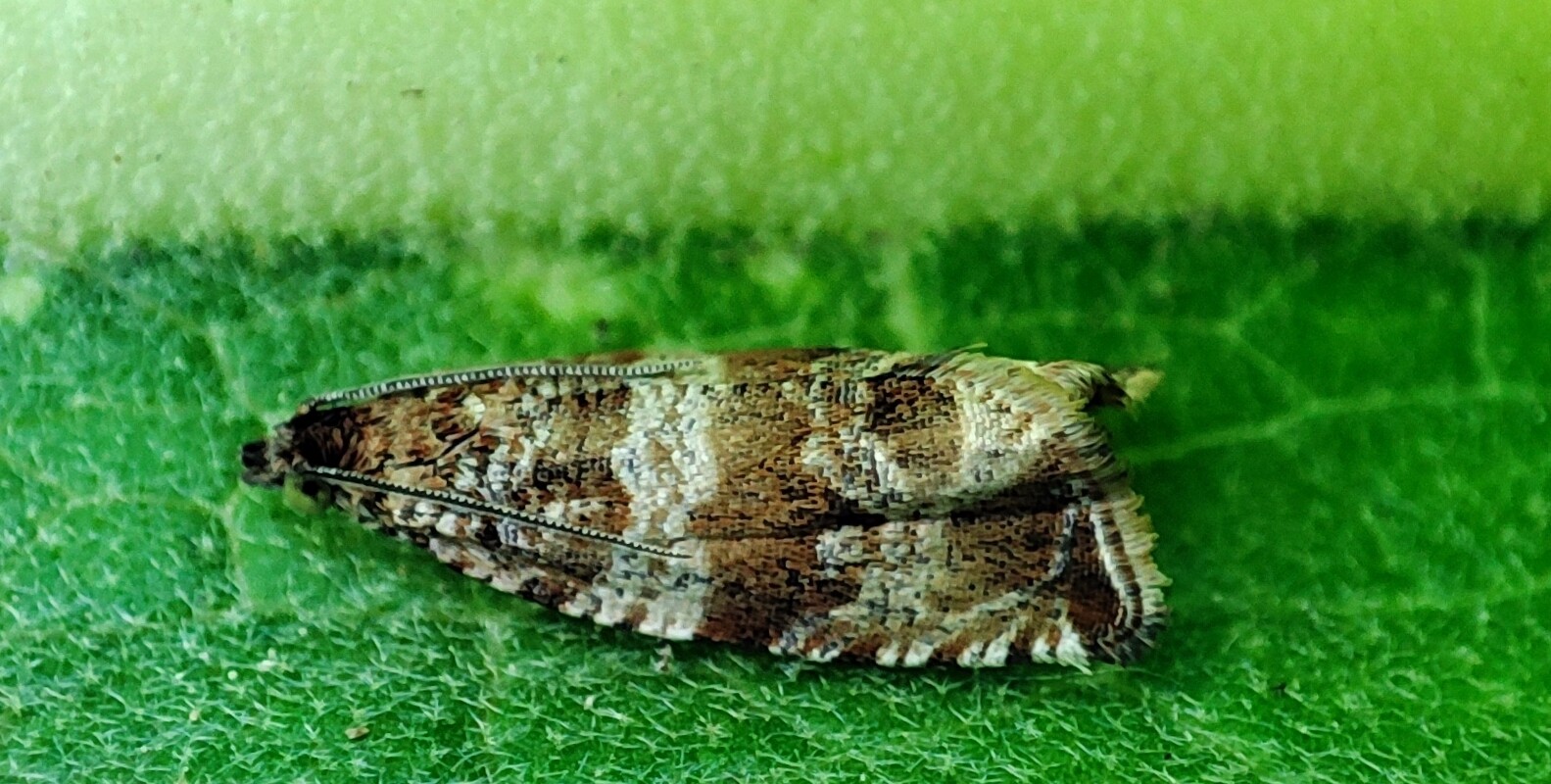 Celypha cespitana - mezei tükrösmoly