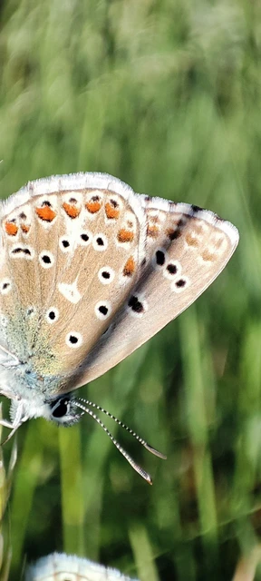 Polyommatus bellargus - égszínű boglárka
