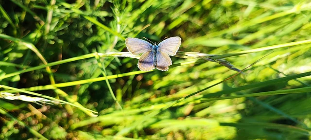 Plebejus argus - ezüstös boglárka