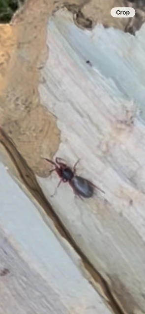 Dysderidae - fojtópókok