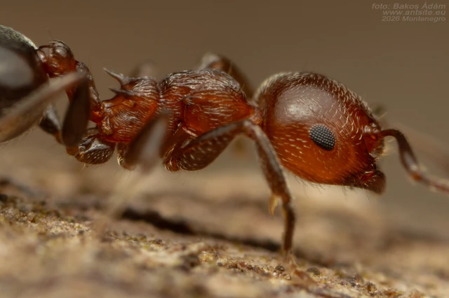 Crematogaster schmidti - vörös szívhangya