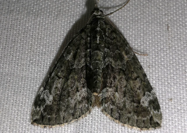 Chloroclysta siterata - salátazöld araszoló