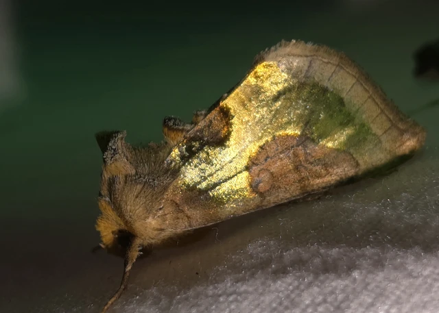 Diachrysia stenochrysis - rejtőző aranybagoly