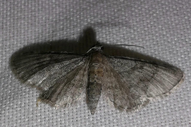 Pasiphila chloerata - hamvas törpearaszoló
