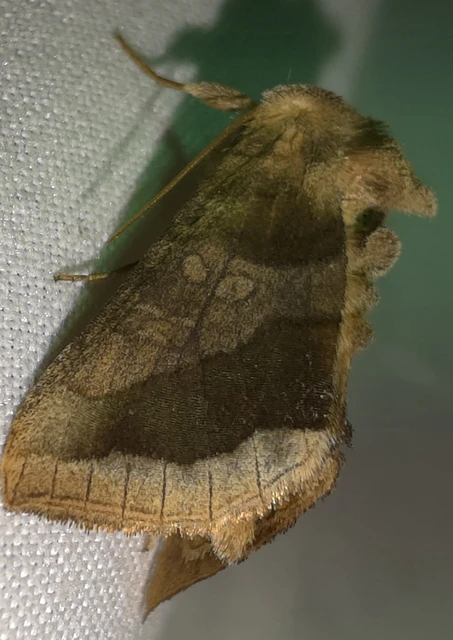 Diachrysia chrysitis - aranybagoly Diachrysia chrysitis - aranybagoly