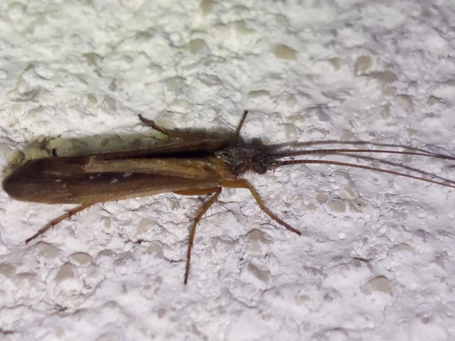 Trichoptera - Tegzesek