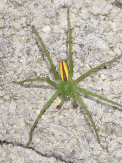 Micrommata virescens - hunyópók