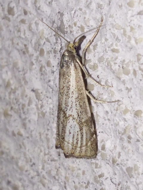 Thisanotia chrysonuchella - tavaszi fűgyökérmoly
