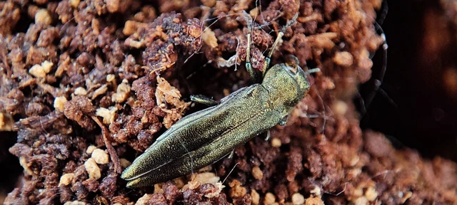 Agrilus viridis - változékony karcsúdíszbogár