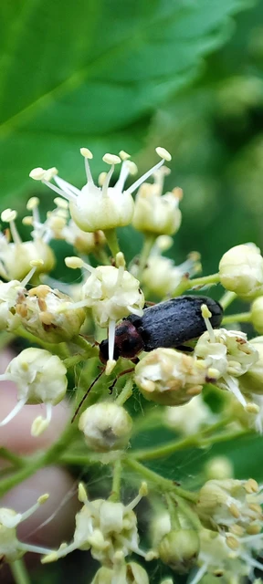Osphya bipunctata - kétalakú komorka