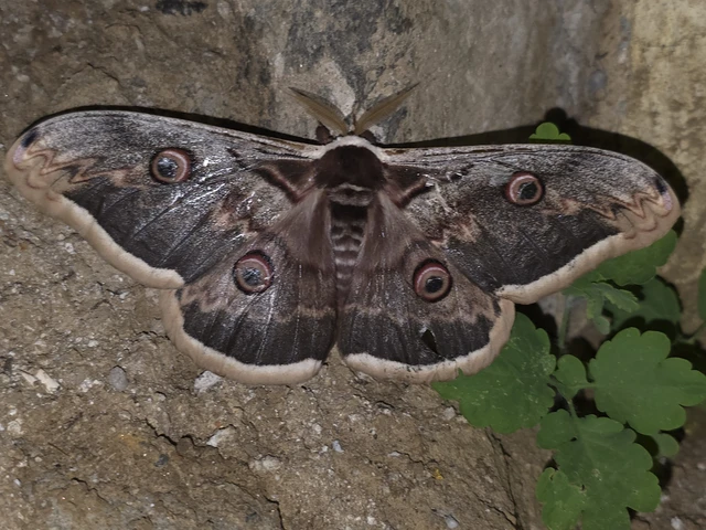 Saturnia pyri - nagy pávaszem Saturnia pyri - nagy pávaszem