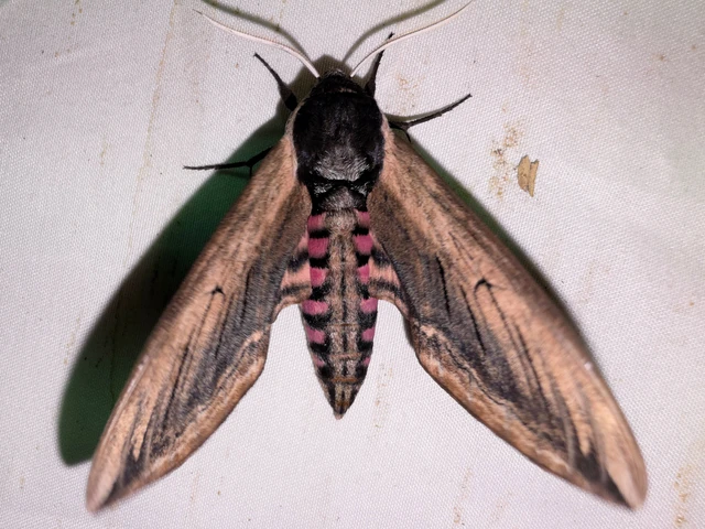 Sphinx ligustri - fagyalszender