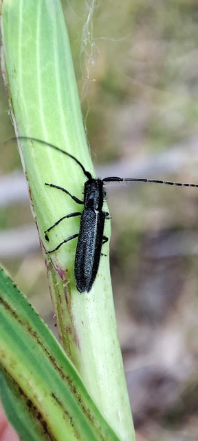 Agapanthia cardui - sávos bogáncscincér