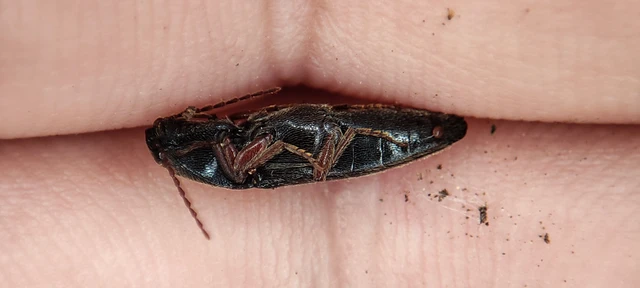 Elateridae - pattanóbogárfélék