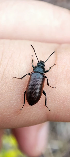 Omophlus lividipes - kis pejbogár Omophlus lividipes - kis pejbogár