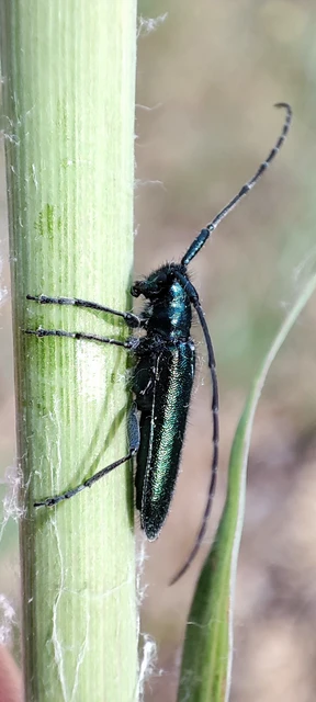 Agapanthia violacea - kék somkórócincér