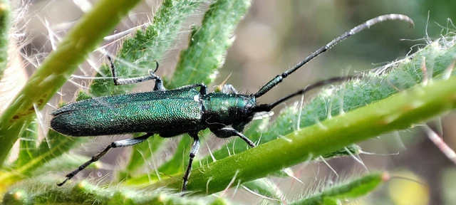 Agapanthia violacea - kék somkórócincér