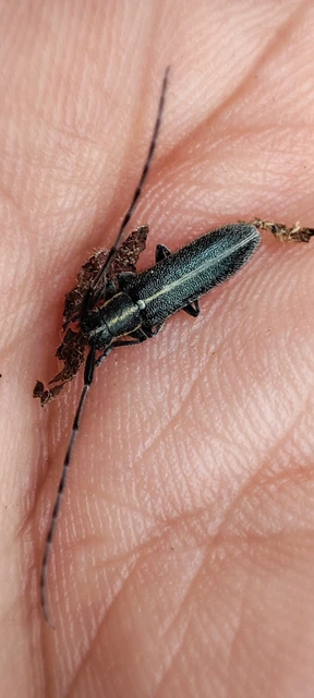 Agapanthia cardui - sávos bogáncscincér