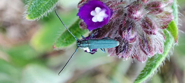Phytoecia coerulescens - kígyósziszcincér