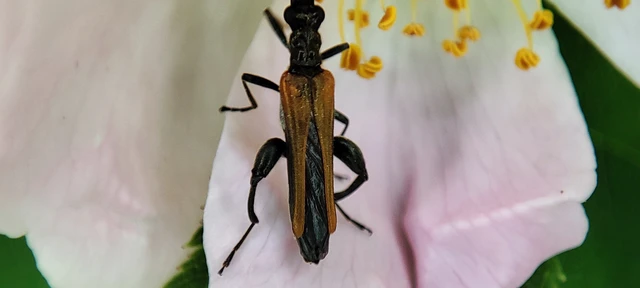 Oedemera femorata - sárgahátú álcincér