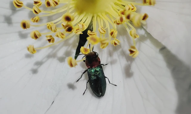 Anthaxia nitidula - ragyogó virágdíszbogár