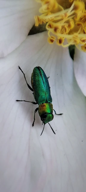 Anthaxia nitidula - ragyogó virágdíszbogár