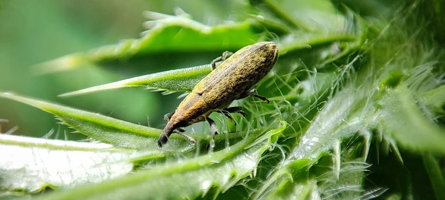 Lixus cardui/filiformis
