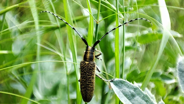 Agapanthia villosoviridescens - fehérgyűrűs bogáncscincér