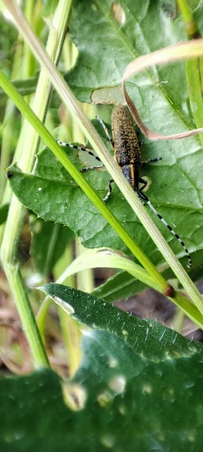 Agapanthia villosoviridescens - fehérgyűrűs bogáncscincér