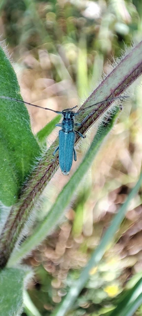 Phytoecia coerulescens - kígyósziszcincér