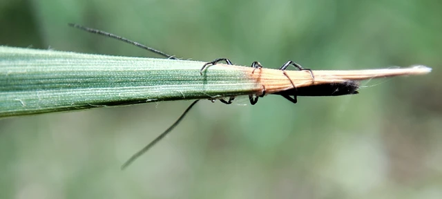 Theophilea subcylindricollis - hengeres szalmacincér