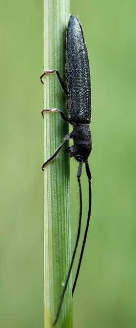 Theophilea subcylindricollis - hengeres szalmacincér
