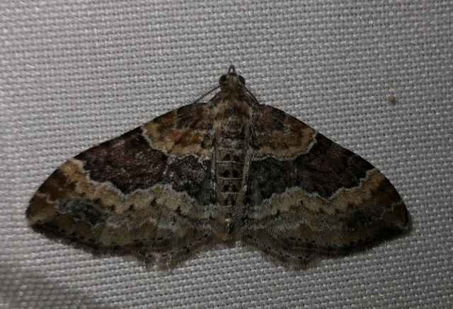 Xanthorhoe spadicearia - sávos tarkaaraszoló
