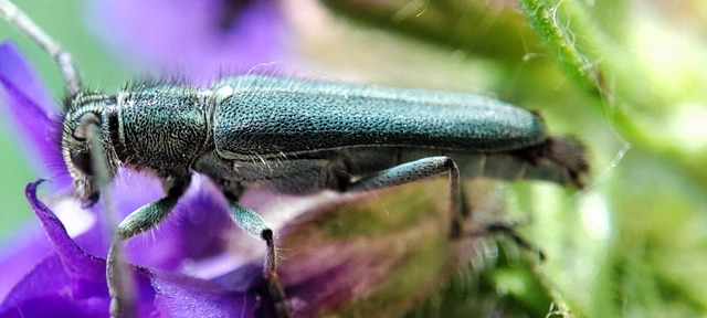 Phytoecia coerulescens - kígyósziszcincér