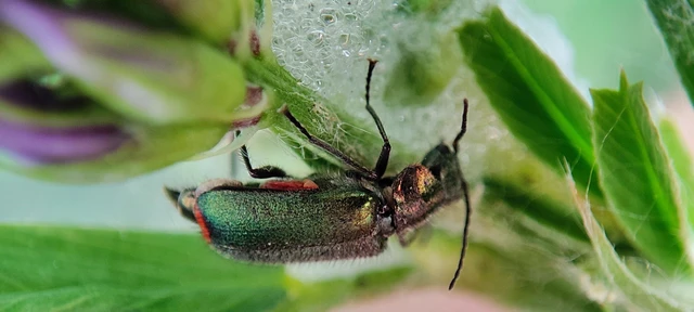 Melyridae - sziklaibogár-félék