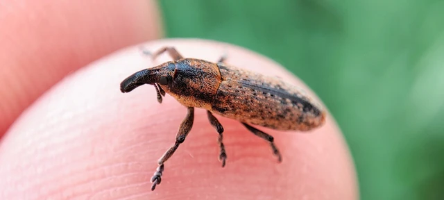 Lixus brevipes - vaskosorrú dudvabarkó