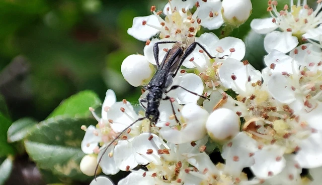 Callimoxys gracilis - frakkos cincér