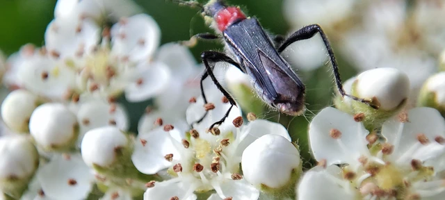 Callimoxys gracilis - frakkos cincér