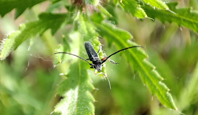 Phytoecia cylindrica - medvelapucincér