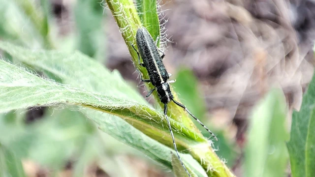 Agapanthia cardui - sávos bogáncscincér