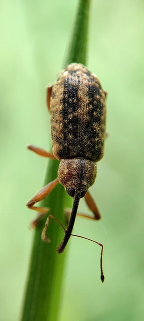 Dorytomus longimanus - kétalakú hangormányos