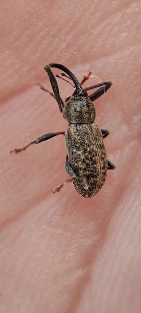 Dorytomus longimanus - kétalakú hangormányos