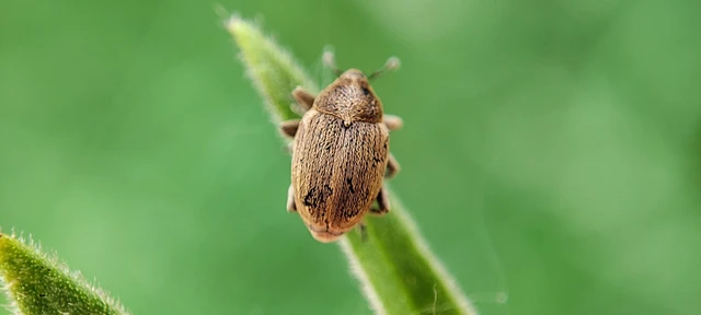 Sibinia pellucens - mécsvirágormányos