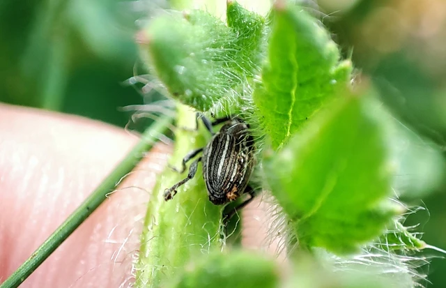 Glocianus albovittatus - fehérsávos máktokormányos