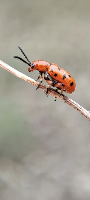 Crioceris duodecimpunctata - tizenkétpontos spárgabogár